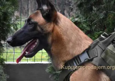 Zenka Malinoe satara 8 meseci - 4/4
