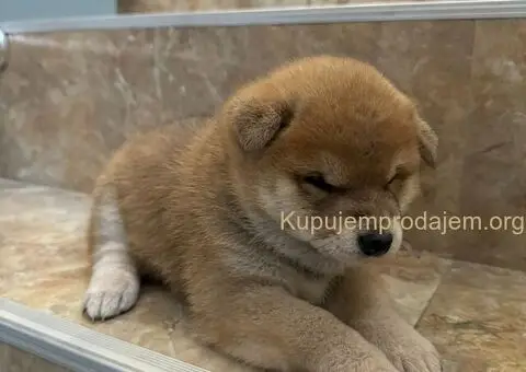 Shiba inu stenci - 3/11