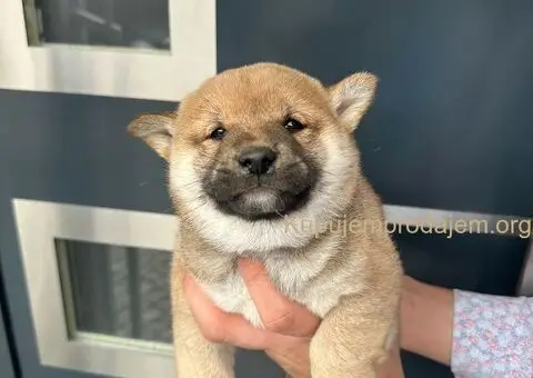 Shiba inu stenci - 4/11