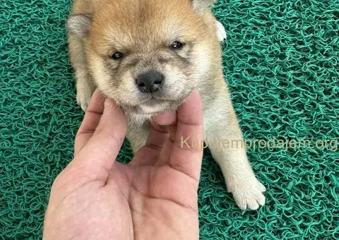 Shiba inu stenci - 5/11