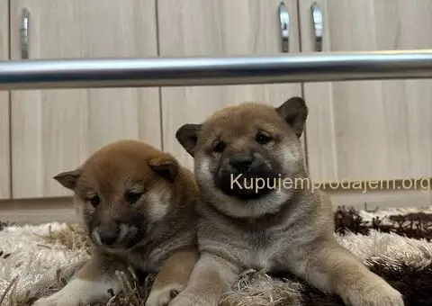 Shiba inu stenci - 6/11