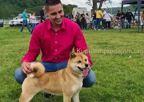 Shiba inu stenci - 7/11