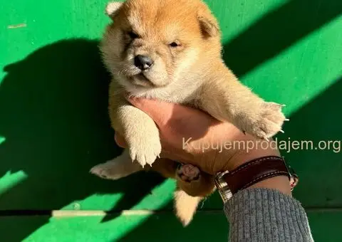 Shiba inu stenci - 8/11