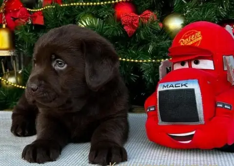 Labrador retriver čokoladni štenci na prodaju - 1/7