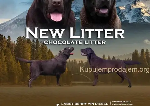 Labrador retriver čokoladni štenci na prodaju - 2/7