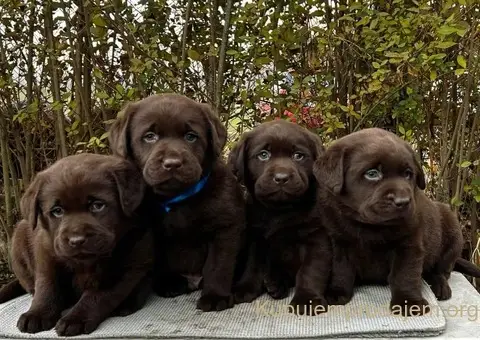 Labrador retriver čokoladni štenci na prodaju - 4/7