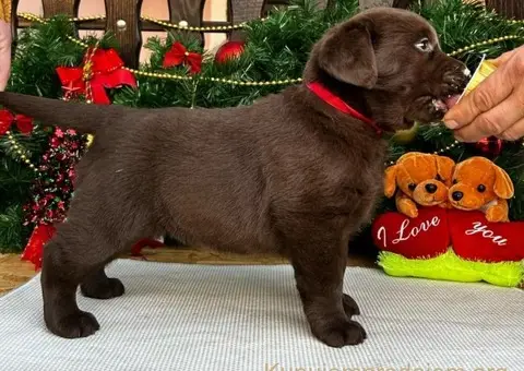 Labrador retriver čokoladni štenci na prodaju - 5/7