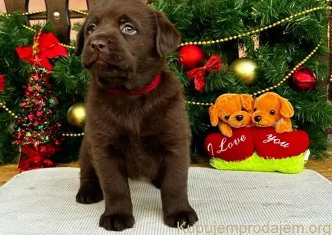 Labrador retriver čokoladni štenci na prodaju - 6/7