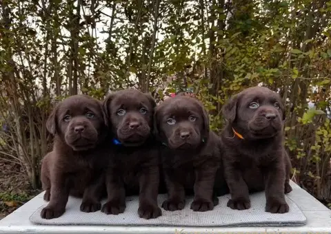 Labrador retriver čokoladni štenci na prodaju - 7/7