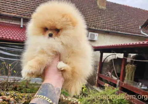 Prelepi POMERANCI vrhunske genetike - 1/9