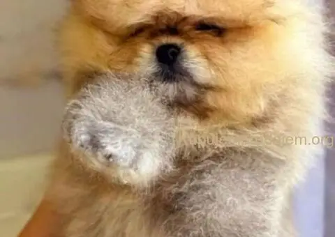 Prelepi POMERANCI vrhunske genetike - 3/9