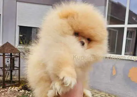 Prelepi POMERANCI vrhunske genetike - 4/9