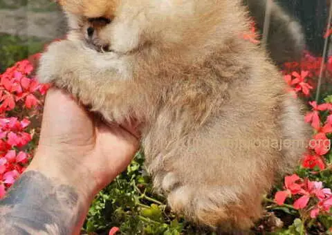 Prelepi POMERANCI vrhunske genetike - 7/9