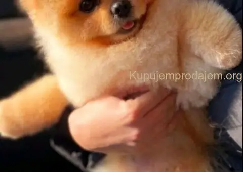 Prelepi POMERANCI vrhunske genetike - 8/9