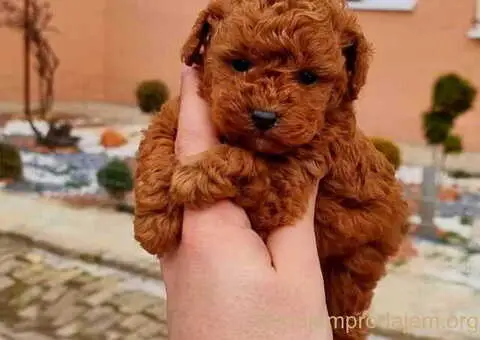 Malene, prelepe,  teddy bear toy pudle - 1/4