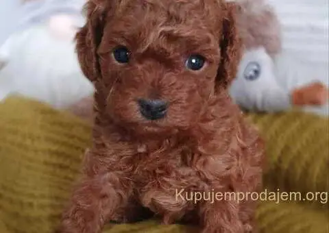 Malene, prelepe,  teddy bear toy pudle - 2/4