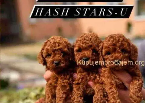 Malene, prelepe,  teddy bear toy pudle - 3/4