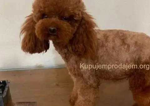 Malene, prelepe,  teddy bear toy pudle - 4/4