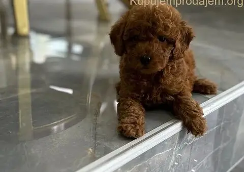 Toy i Mini Pudle - 2/7