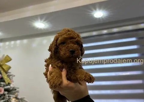 Toy i Mini Pudle - 4/7