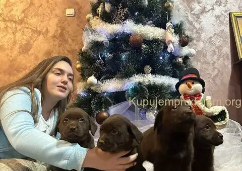 Čokoladni i crni štenci Labrador Retrievera - 3/5