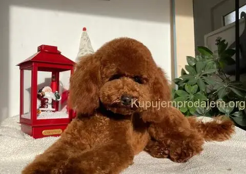 Patuljasta pudla - 1/5