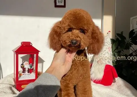 Patuljasta pudla - 3/5