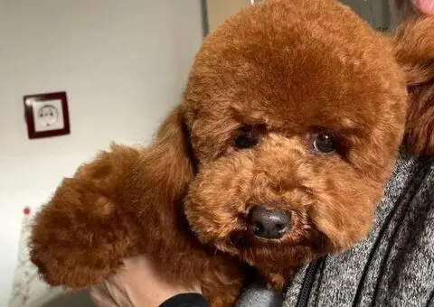 Patuljasta pudla - 4/5