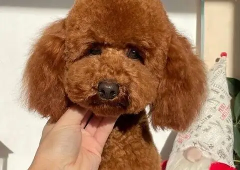 Patuljasta pudla - 5/5