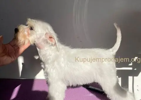 Patuljasta bela snaucerka - 1/3