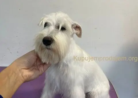 Patuljasta bela snaucerka - 2/3