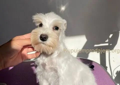 Patuljasta bela snaucerka - 3/3