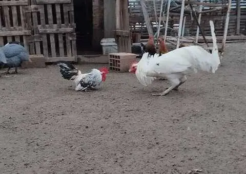 Poljoprivredno gazdinstvo Pro Farm Leskovac - 1/5