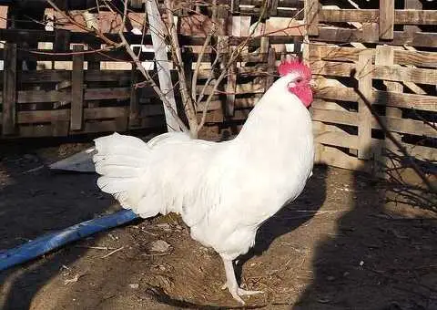 Poljoprivredno gazdinstvo Pro Farm Leskovac - 2/5