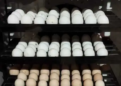 Poljoprivredno gazdinstvo Pro Farm Leskovac - 3/5