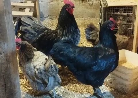 Poljoprivredno gazdinstvo Pro Farm Leskovac - 4/5