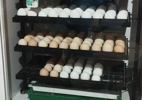 Poljoprivredno gazdinstvo Pro Farm Leskovac - 5/5