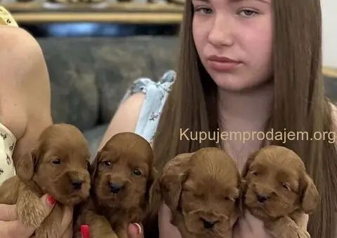 Cockapoo štenci - 1/7