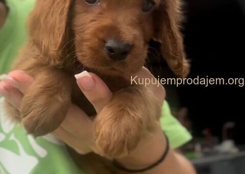 Cockapoo štenci - 2/7