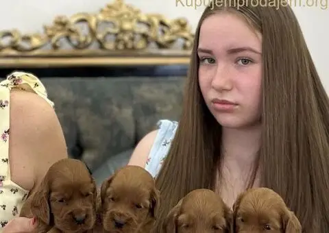 Cockapoo štenci - 3/7