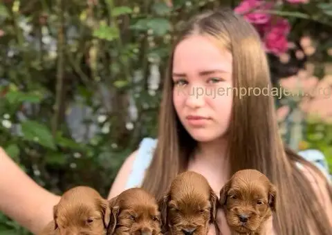 Cockapoo štenci - 4/7