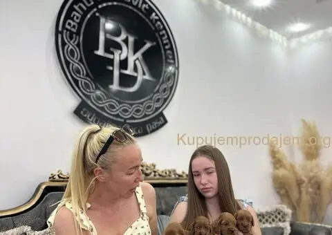 Cockapoo štenci - 6/7