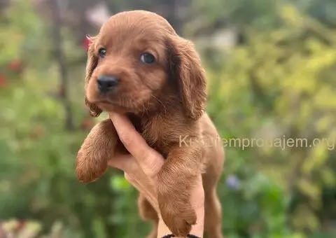 Cockapoo štenci - 7/7