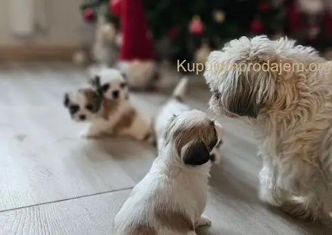 Psi za igru i razonodu - 1/5