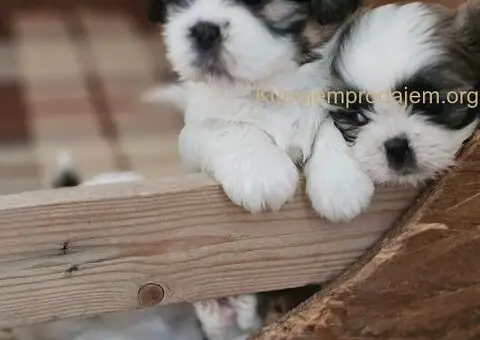 Psi za igru i razonodu - 2/5