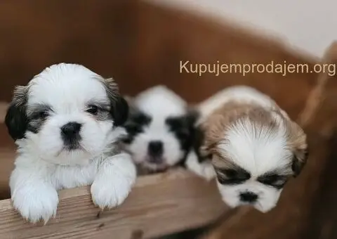 Psi za igru i razonodu - 3/5