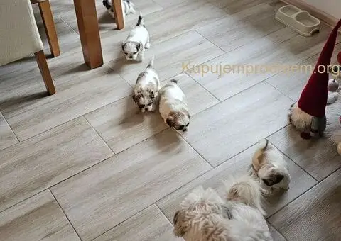 Psi za igru i razonodu - 4/5