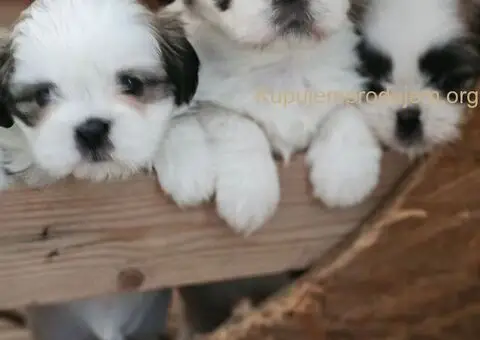 Psi za igru i razonodu - 5/5