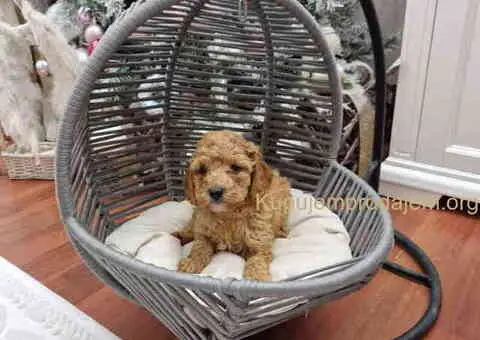 PUDLE preslatke, malene bebice - 1/5