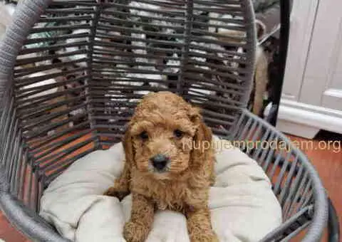 PUDLE preslatke, malene bebice - 2/5